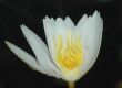 image of Nymphaea leibergii