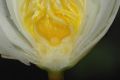 image of Nymphaea leibergii