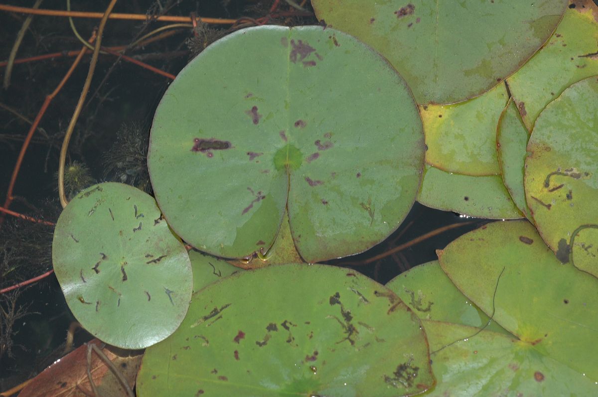Nymphaeaceae Nymphaea leibergii