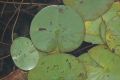 image of Nymphaea leibergii