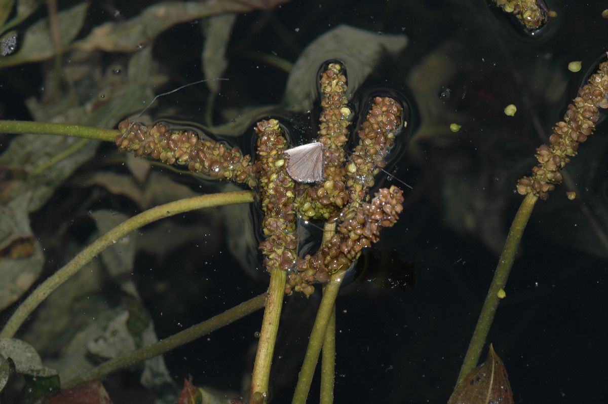 Potamogetonaceae Potamogeton illinoensis