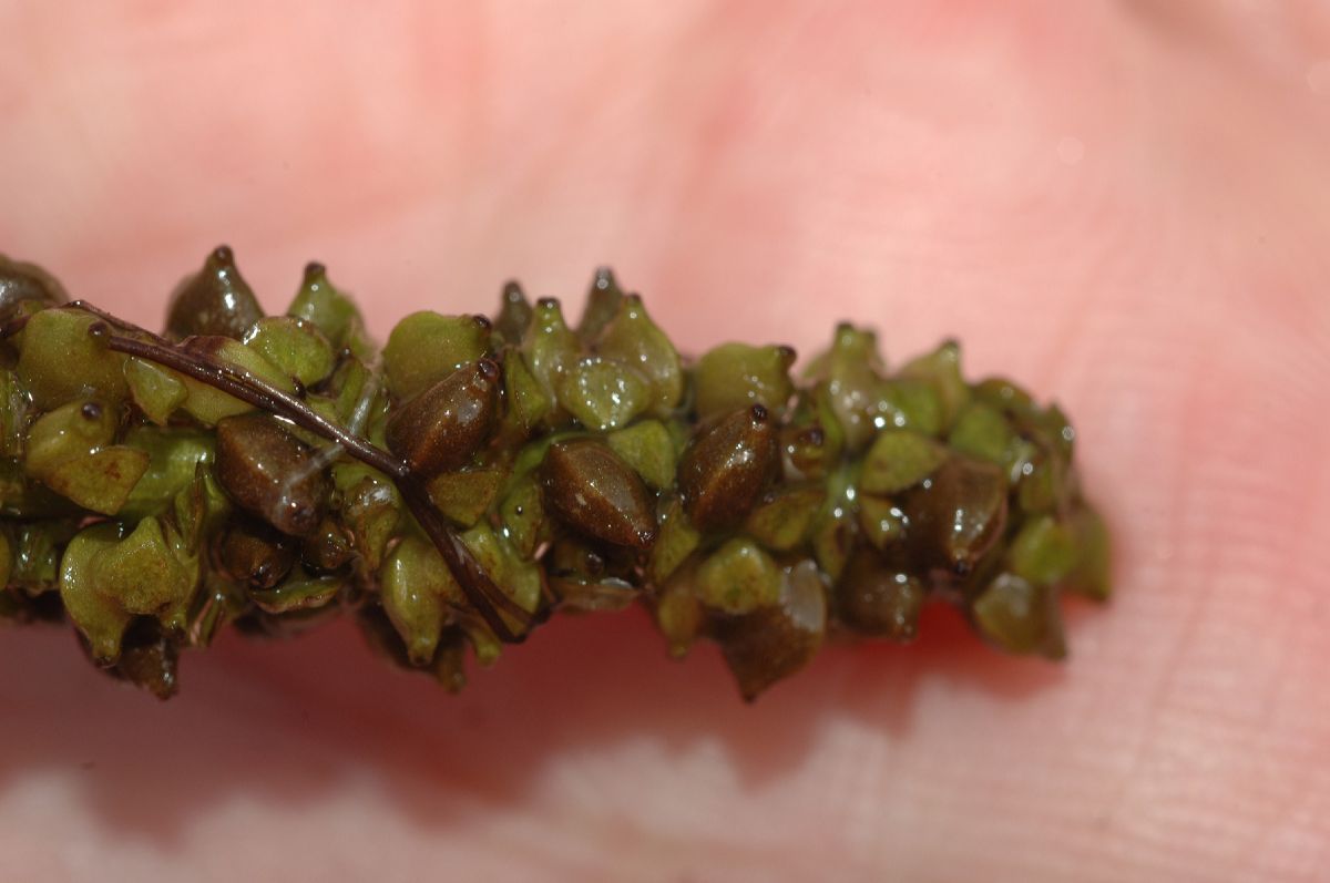 Potamogetonaceae Potamogeton illinoensis