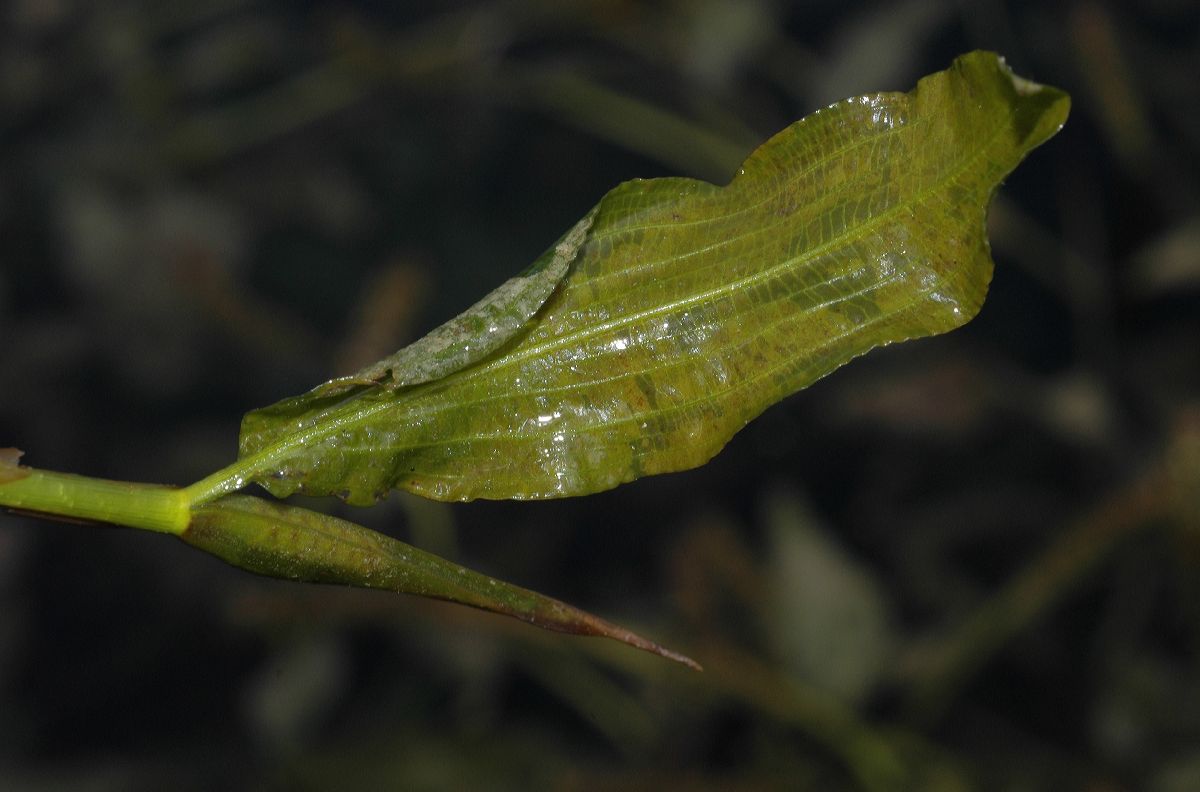 Potamogetonaceae Potamogeton illinoensis