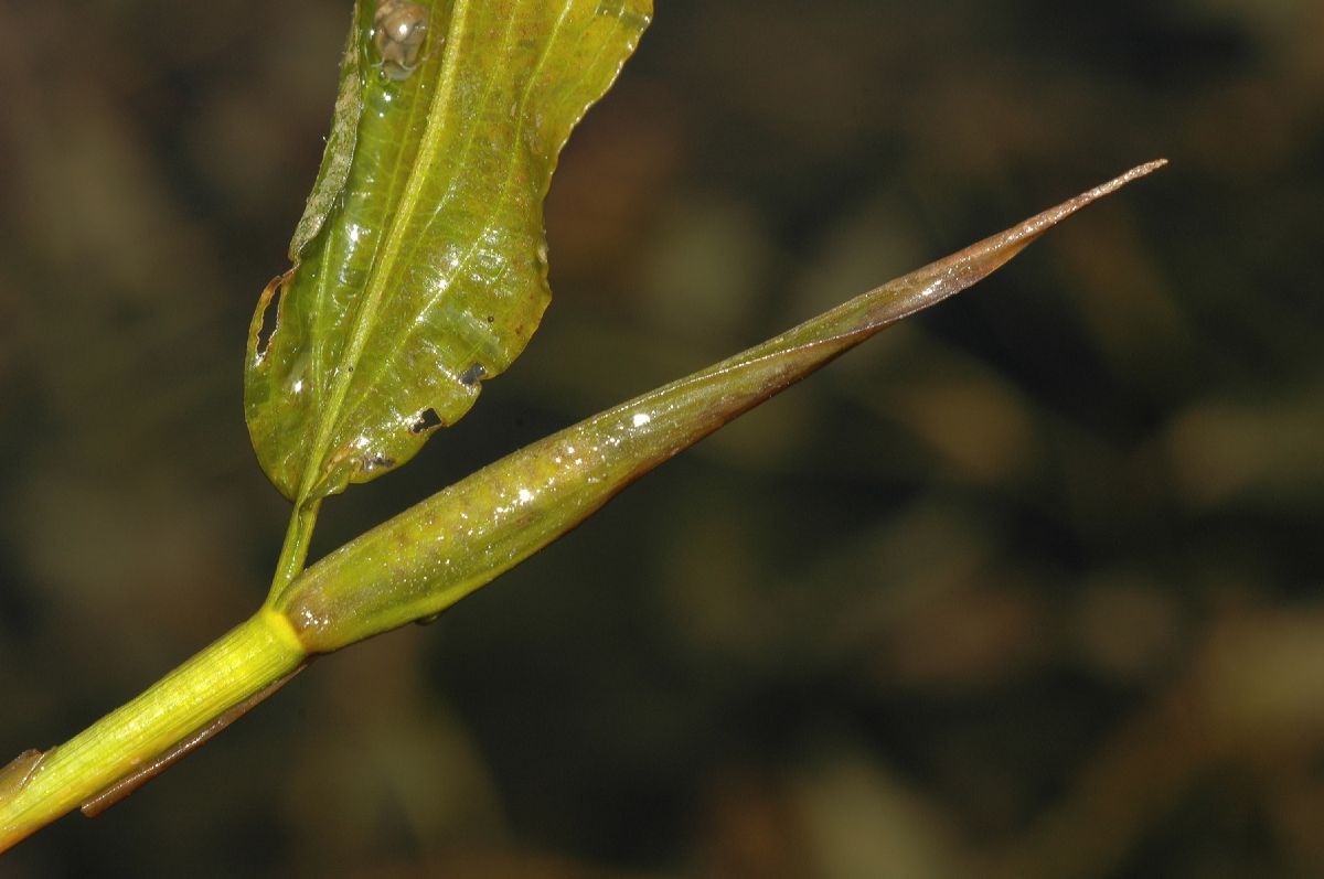 Potamogetonaceae Potamogeton illinoensis