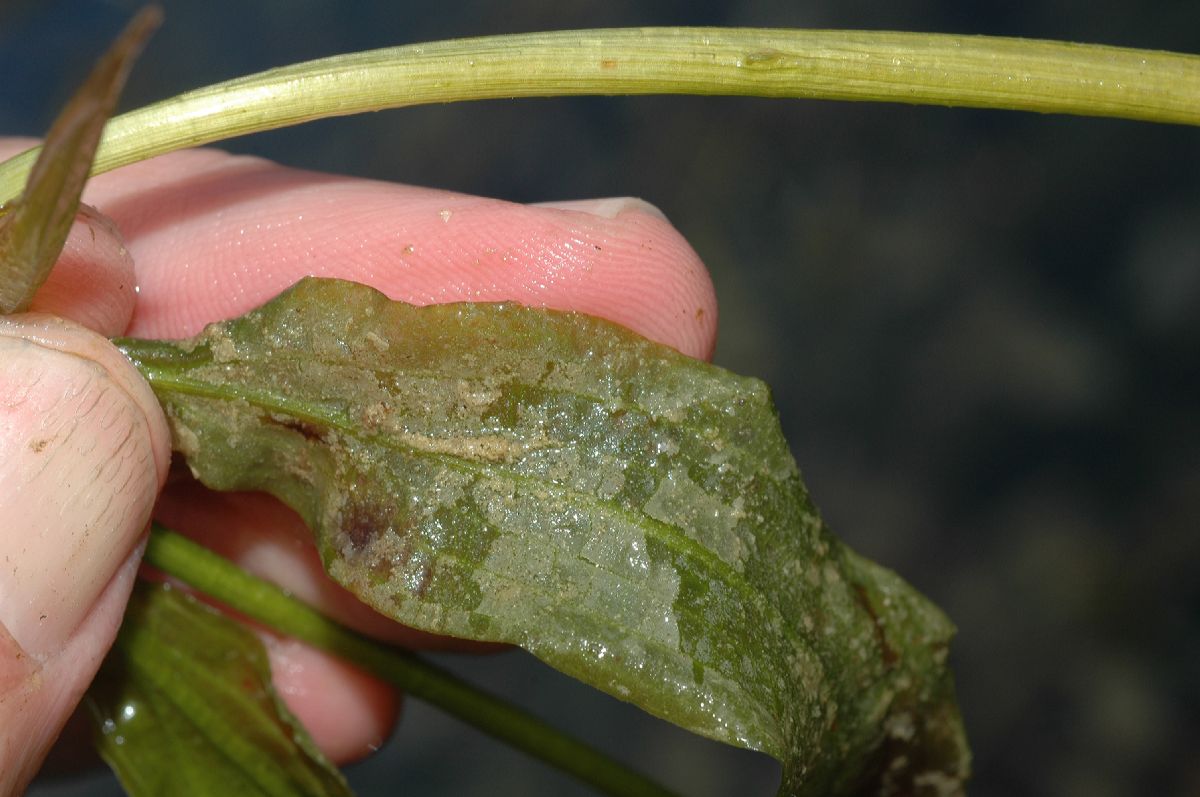 Potamogetonaceae Potamogeton illinoensis