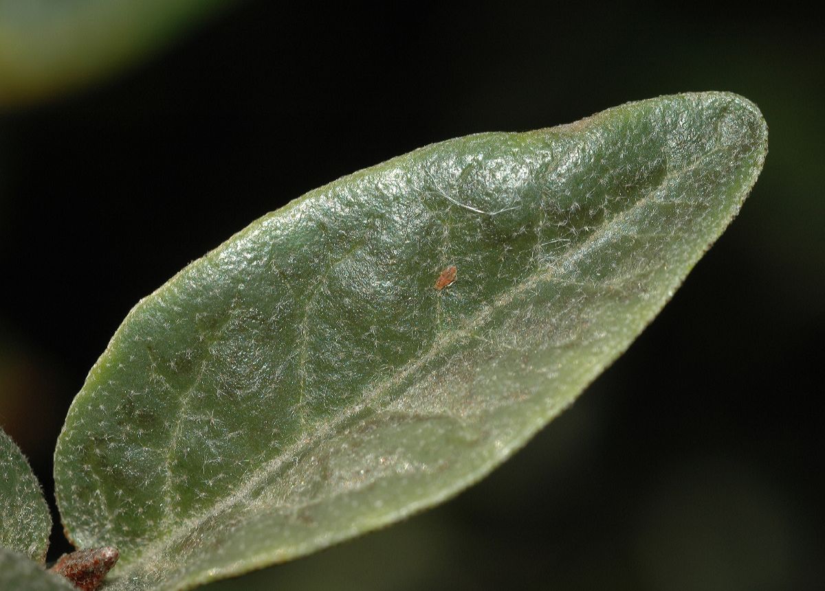 Elaeagnaceae Shepherdia canadensis