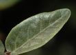 image of Shepherdia canadensis