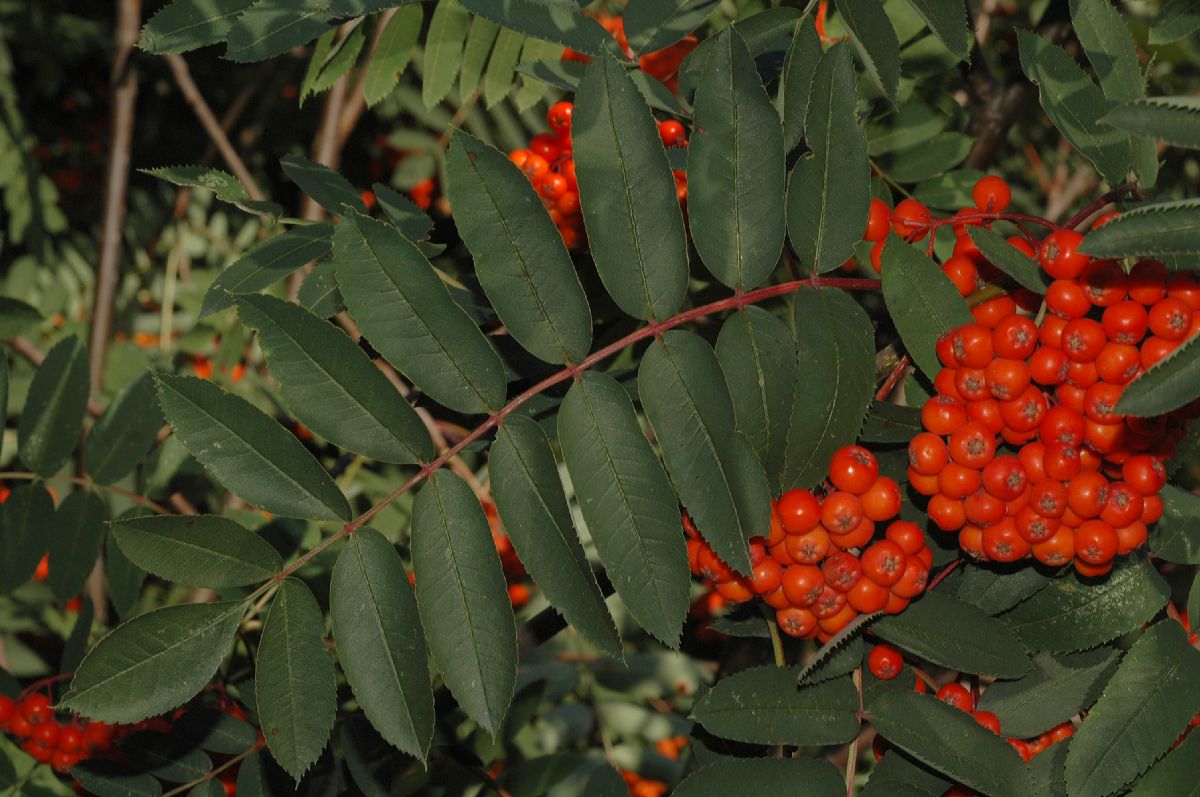 Rosaceae Sorbus decora