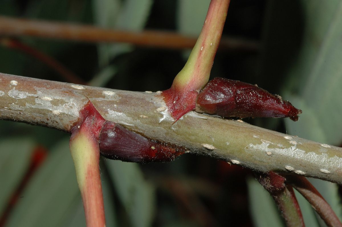 Rosaceae Sorbus decora