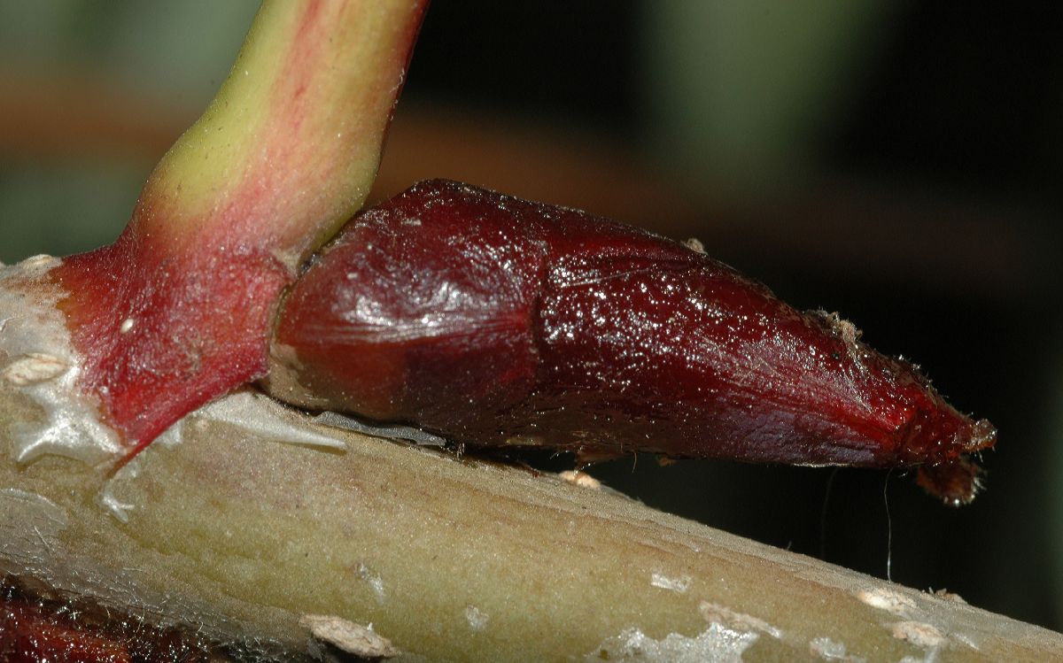 Rosaceae Sorbus decora