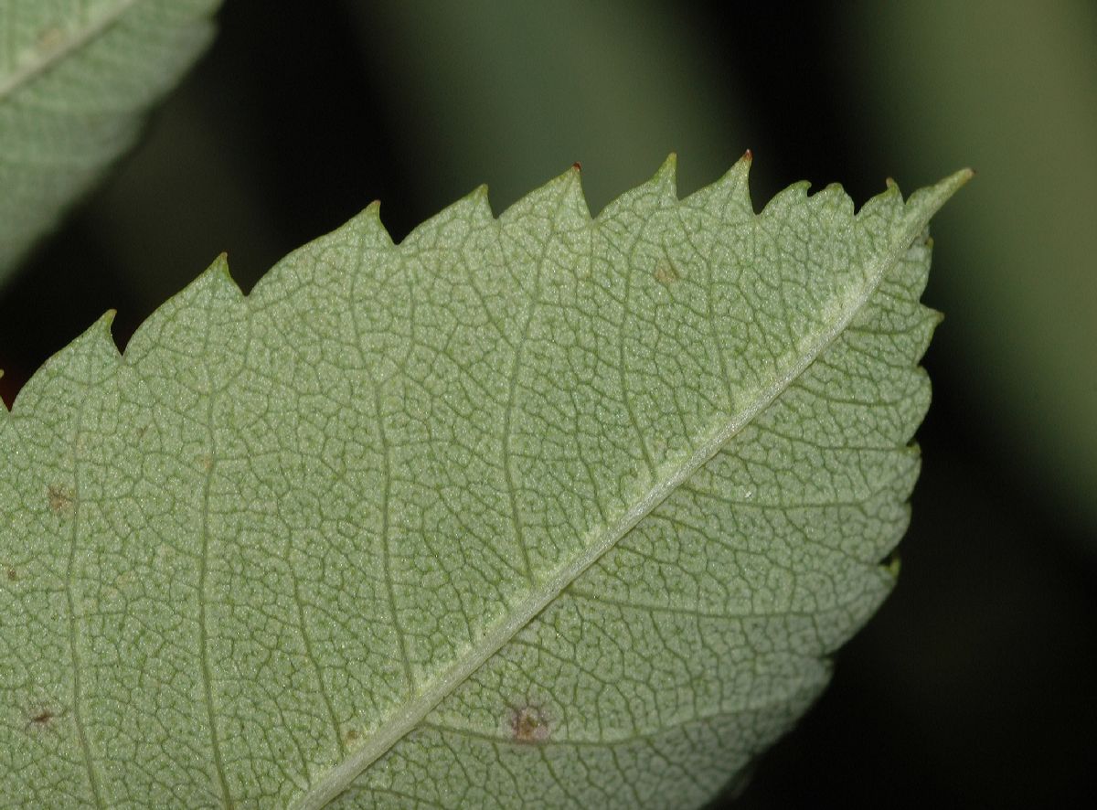 Rosaceae Sorbus decora
