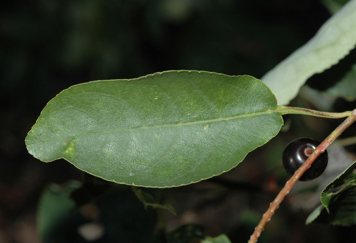 Rosaceae Prunus virginiana