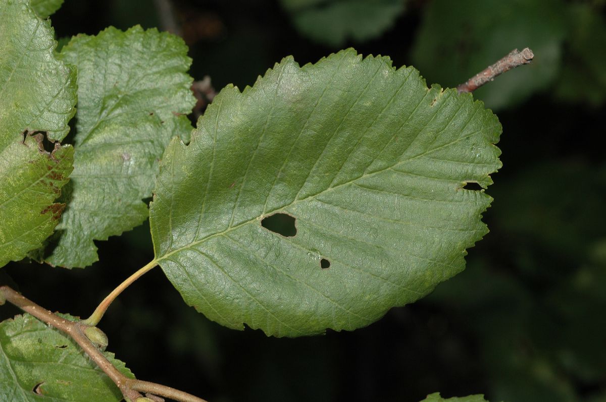 Betulaceae Alnus tenuifolia