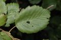 image of Alnus tenuifolia