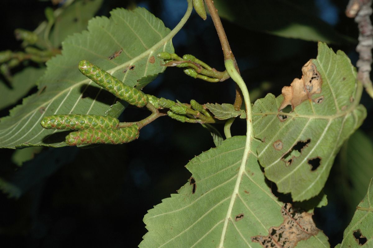 Betulaceae Alnus tenuifolia