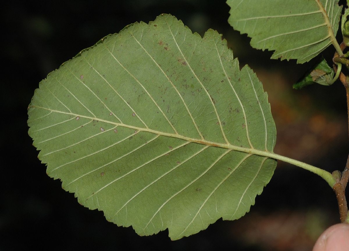 Betulaceae Alnus tenuifolia