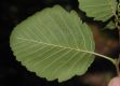 image of Alnus tenuifolia
