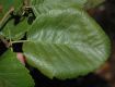 image of Alnus tenuifolia