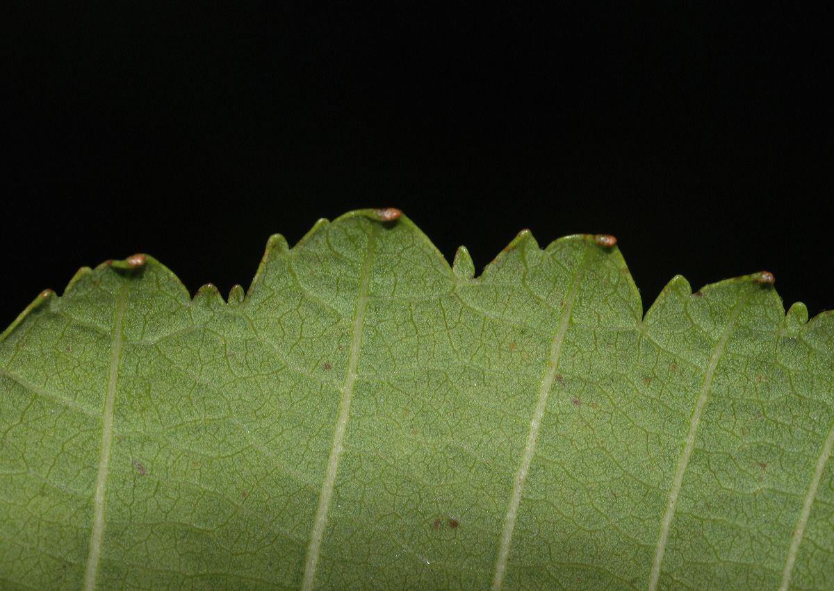 Betulaceae Alnus tenuifolia