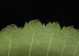 image of Alnus tenuifolia