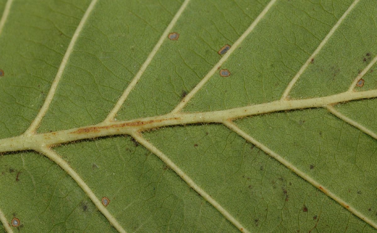 Betulaceae Alnus tenuifolia