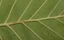 image of Alnus tenuifolia