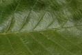 image of Alnus tenuifolia