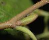 image of Alnus tenuifolia