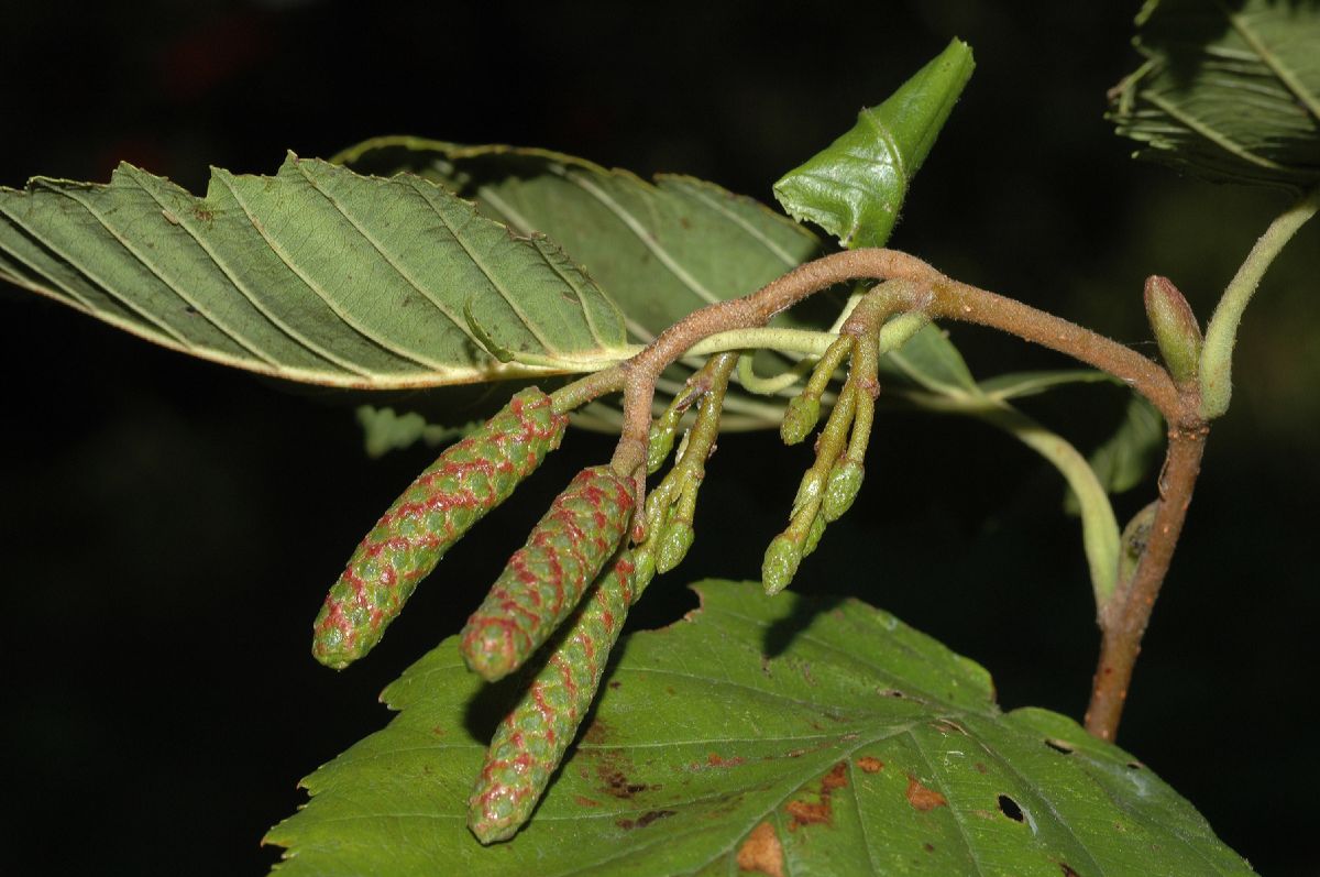 Betulaceae Alnus tenuifolia