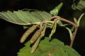 image of Alnus tenuifolia