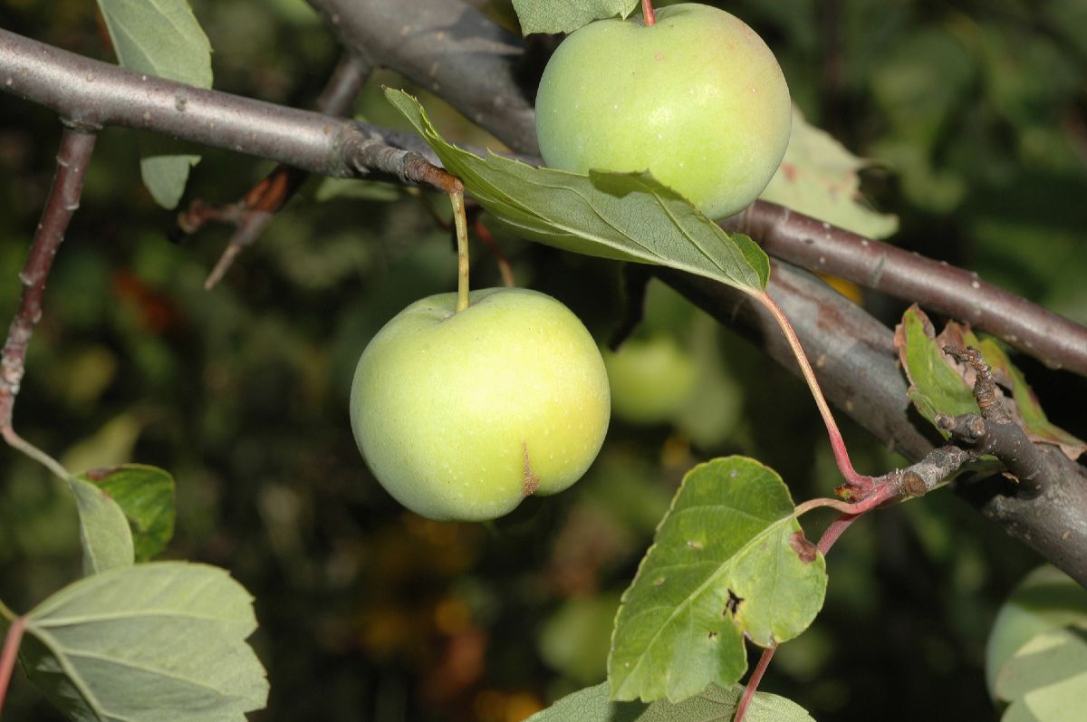 Rosaceae Malus coronaria