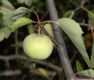 image of Malus coronaria
