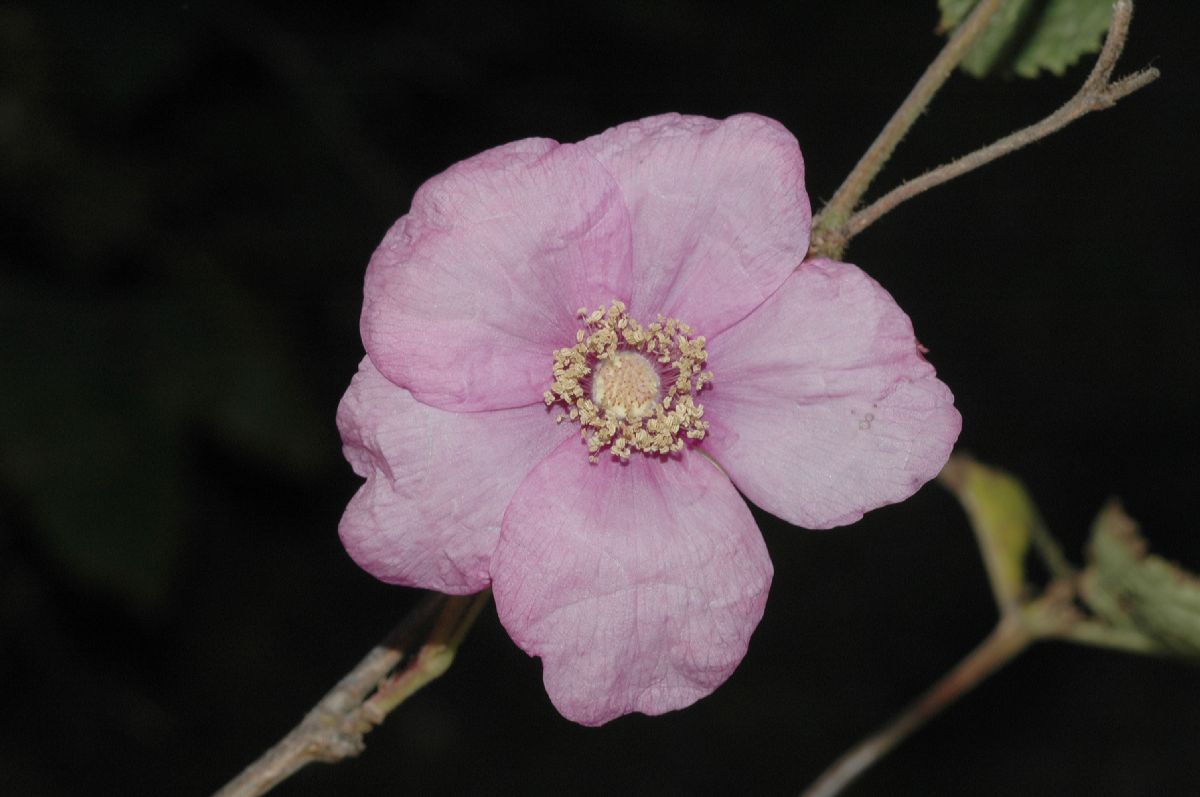 Rosaceae Rubus odoratus