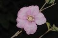 image of Rubus odoratus