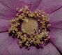 image of Rubus odoratus