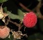 image of Rubus odoratus