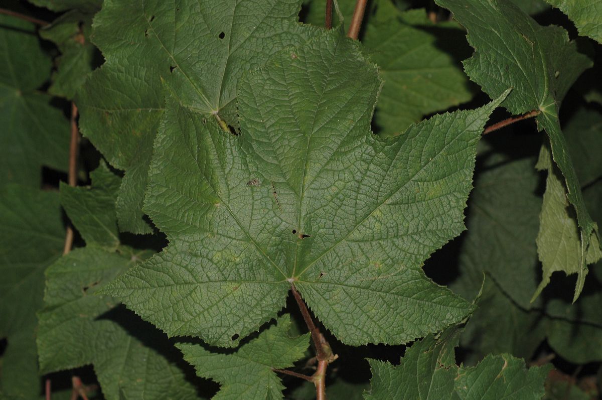 Rosaceae Rubus odoratus