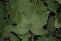 image of Rubus odoratus