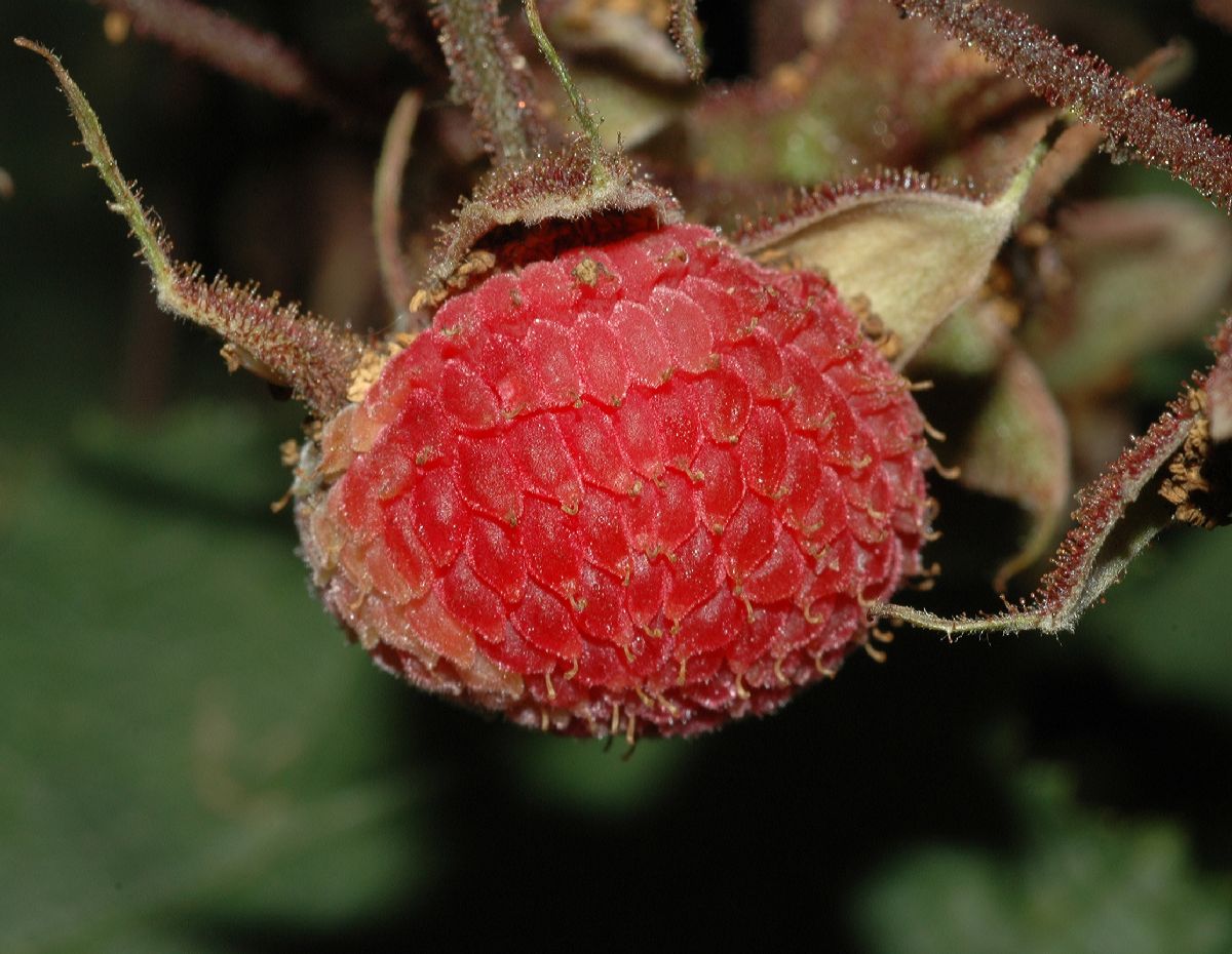 Rosaceae Rubus odoratus