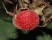 image of Rubus odoratus