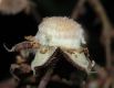 image of Rubus odoratus