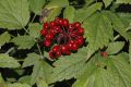 image of Actaea rubra