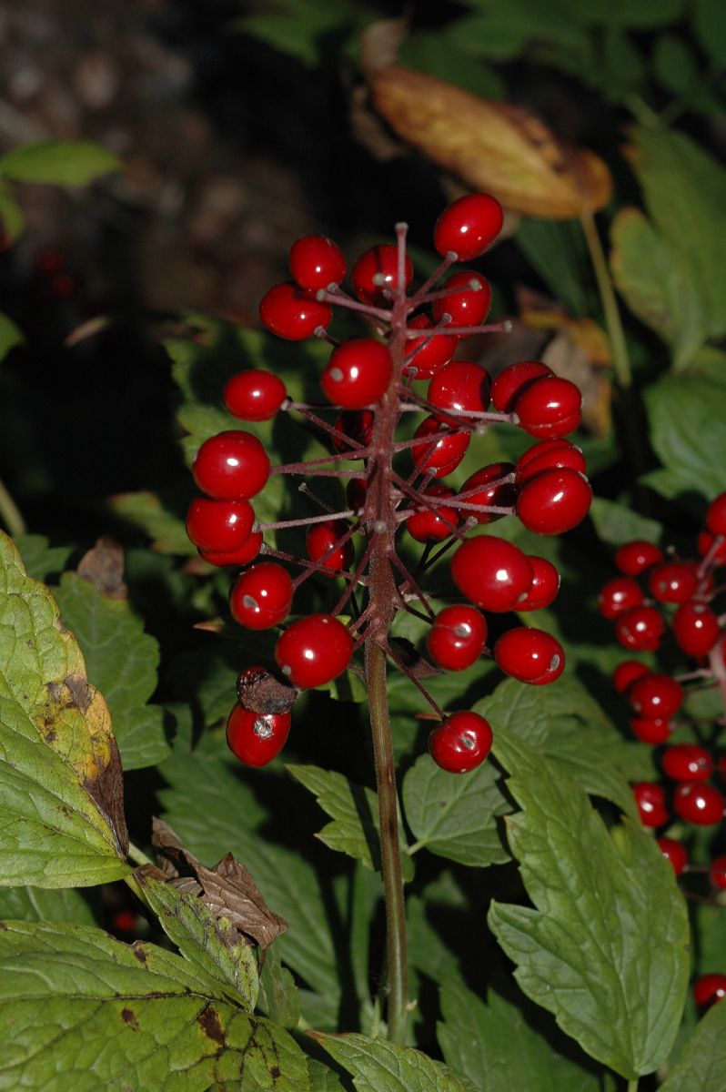 Ranunculaceae Actaea rubra