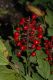 image of Actaea rubra