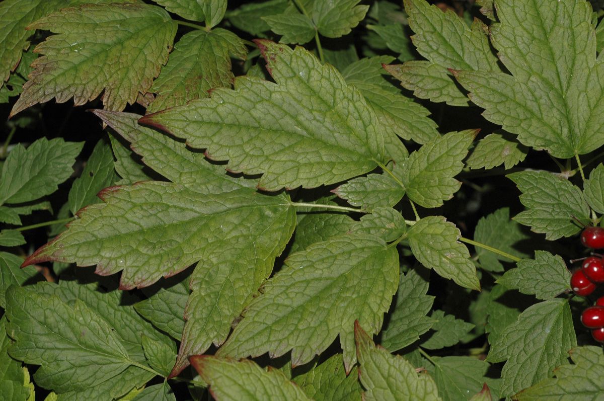Ranunculaceae Actaea rubra