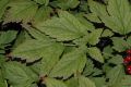 image of Actaea rubra