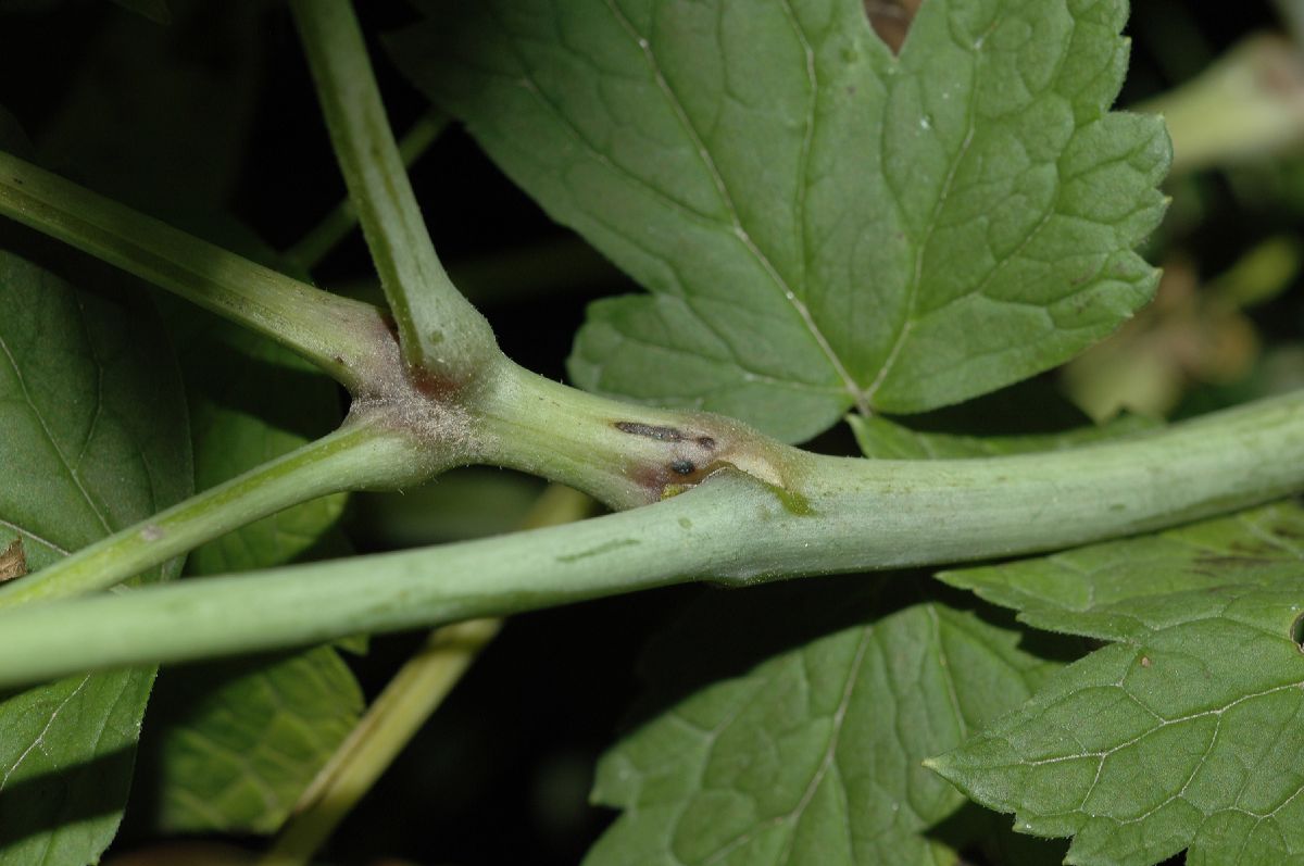 Ranunculaceae Actaea rubra