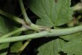 image of Actaea rubra