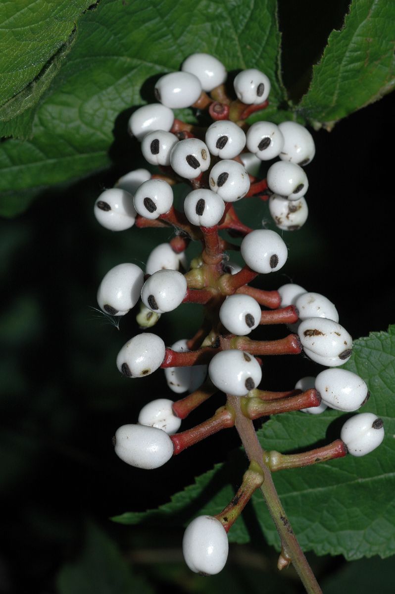 Ranunculaceae Actaea pachypoda
