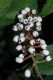 image of Actaea pachypoda